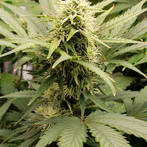 Banana Kush growlog timeline photo