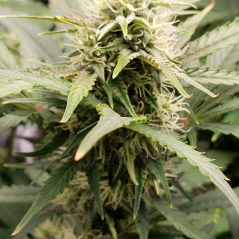 Banana Kush growlog timeline photo