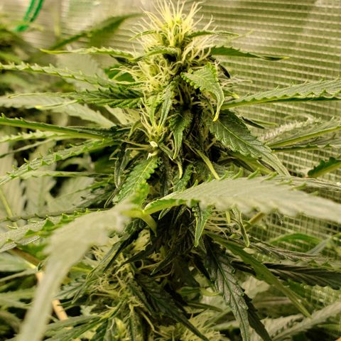 Tangerine Dream growlog timeline photo