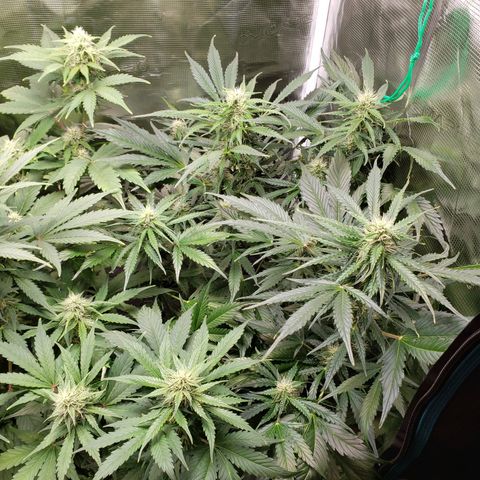 Tangerine Dream growlog timeline photo