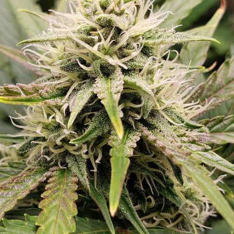 Banana Kush growlog timeline photo