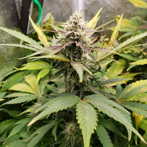 Banana Kush growlog timeline photo