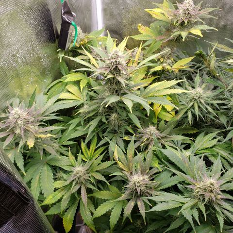 Banana Kush growlog timeline photo