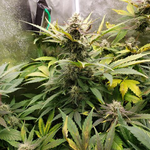 Banana Kush growlog timeline photo