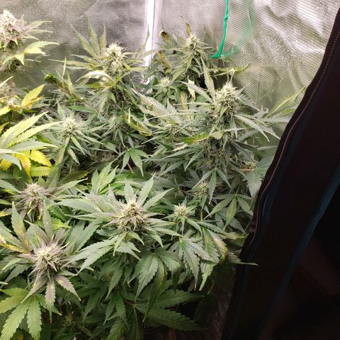 Tangerine Dream growlog timeline photo