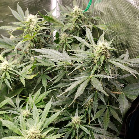 Tangerine Dream growlog timeline photo