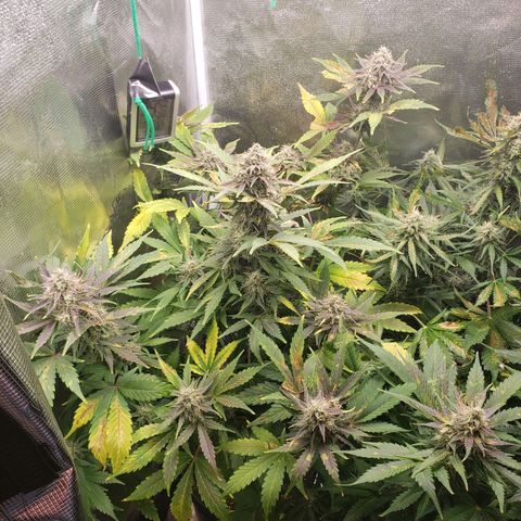 Banana Kush growlog photo: Cold temps and low RH are fucking it a bit. Added additional heat and humidity, but have limited ability to improve based on environment conditions