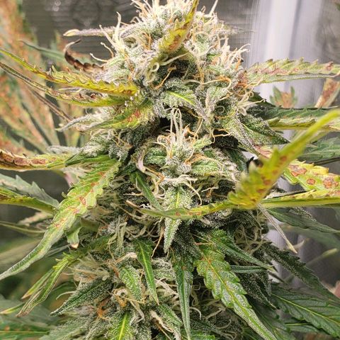 Banana Kush growlog photo: Cold temps and low RH are fucking it a bit. Added additional heat and humidity, but have limited ability to improve based on environment conditions