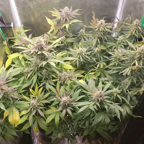 Tangerine Dream growlog photo: Cold temps and low RH are fucking it a bit. Added additional heat and humidity, but have limited ability to improve based on environment conditions