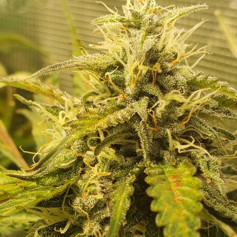 Tangerine Dream growlog photo: Cold temps and low RH are fucking it a bit. Added additional heat and humidity, but have limited ability to improve based on environment conditions