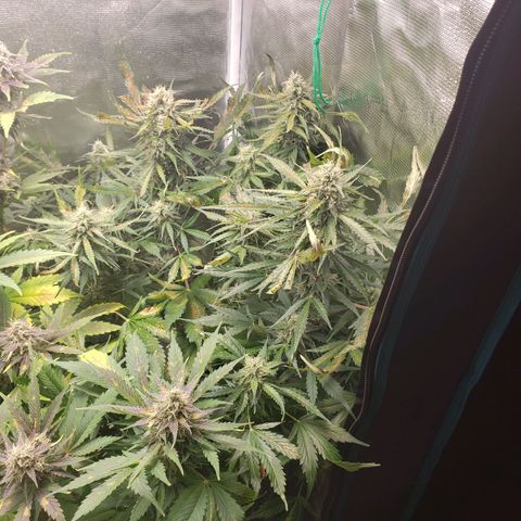 Tangerine Dream growlog photo: Cold temps and low RH are fucking it a bit. Added additional heat and humidity, but have limited ability to improve based on environment conditions