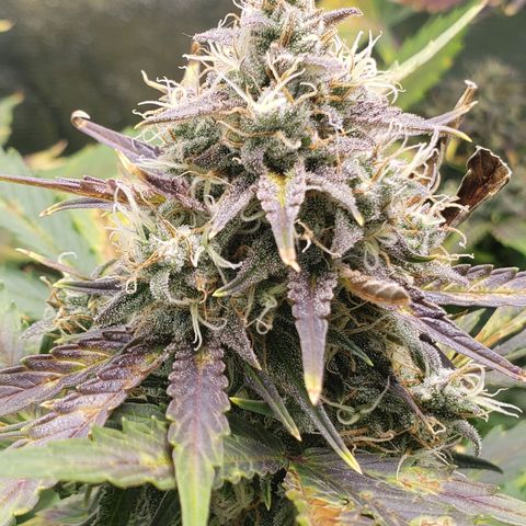 Banana Kush growlog timeline photo