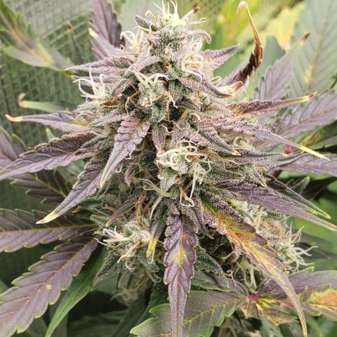 Banana Kush growlog timeline photo