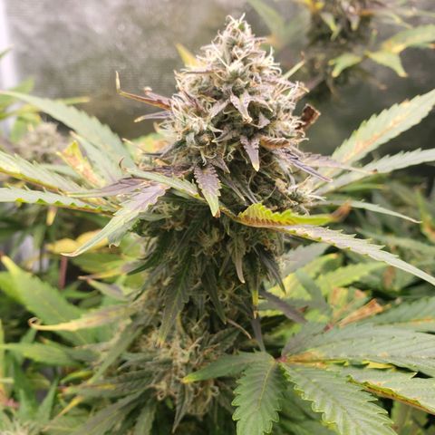 Banana Kush growlog timeline photo