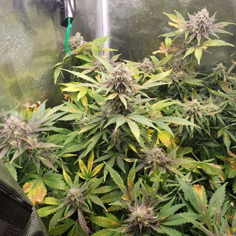 Banana Kush growlog timeline photo