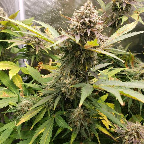 Banana Kush growlog timeline photo