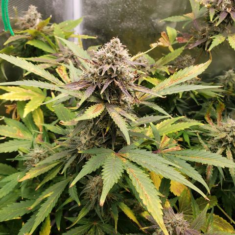 Banana Kush growlog timeline photo