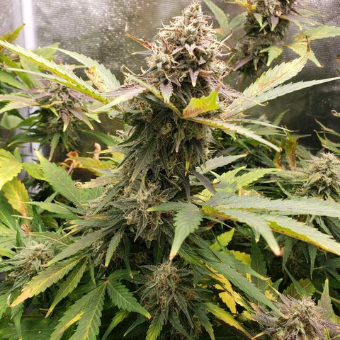 Banana Kush growlog timeline photo