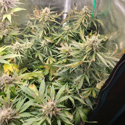 Tangerine Dream growlog timeline photo