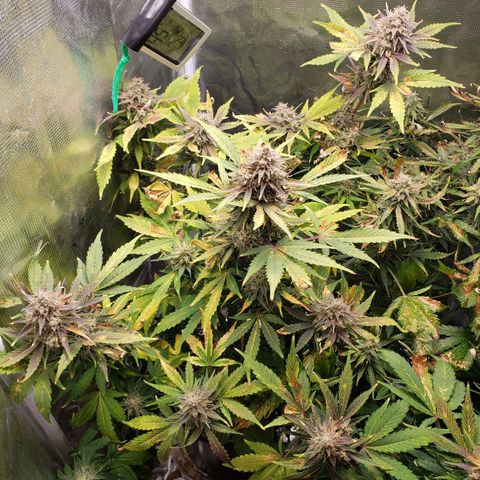 Banana Kush growlog timeline photo