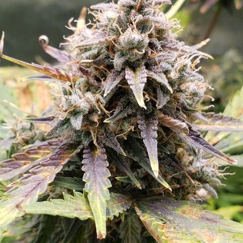 Banana Kush growlog timeline photo