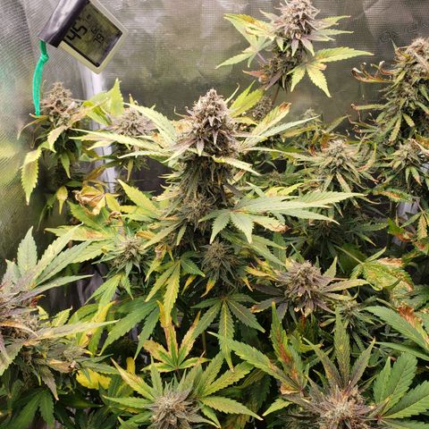Banana Kush growlog timeline photo