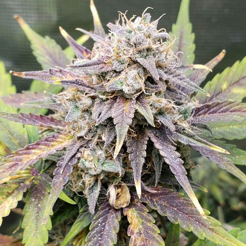 Banana Kush growlog timeline photo