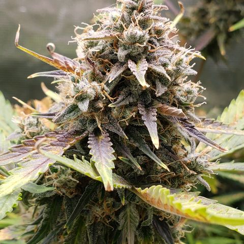 Banana Kush growlog timeline photo