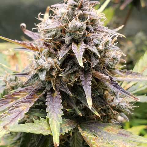 Banana Kush growlog timeline photo