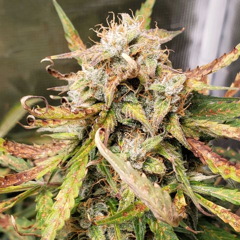 Tangerine Dream growlog timeline photo