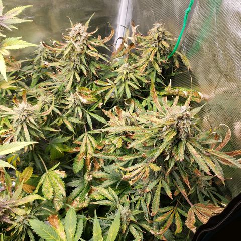 Tangerine Dream growlog timeline photo