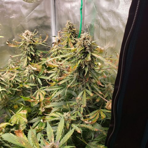 Tangerine Dream growlog timeline photo