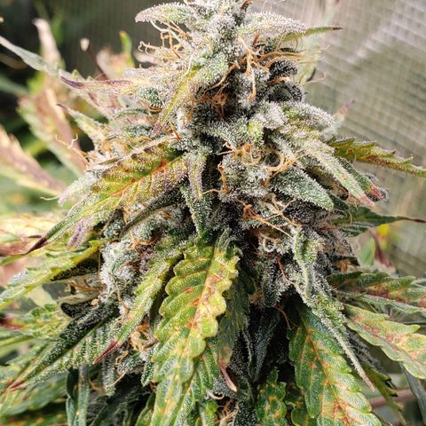 Tangerine Dream growlog timeline photo