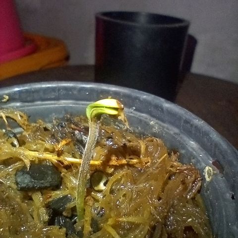 ✨Maria e Juana✨❤️ growlog timeline photo