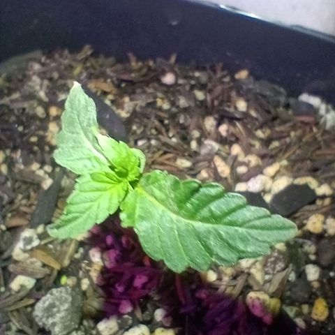 ✨Maria e Juana✨❤️ growlog timeline photo