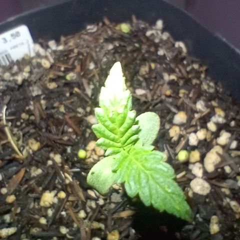 ✨Maria e Juana✨❤️ growlog timeline photo