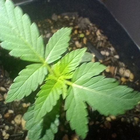 ✨Maria e Juana✨❤️ growlog timeline photo