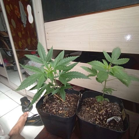 ✨Maria e Juana✨❤️ growlog timeline photo