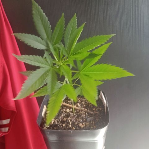 ✨Maria e Juana✨❤️ growlog timeline photo