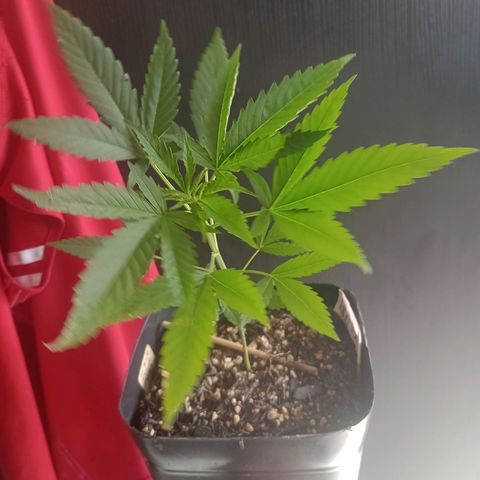 ✨Maria e Juana✨❤️ growlog timeline photo