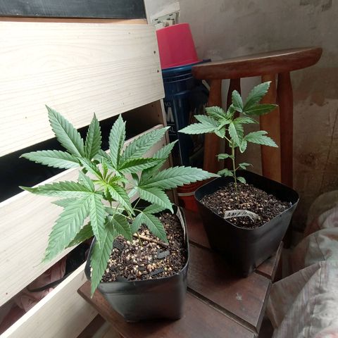 ✨Maria e Juana✨❤️ growlog timeline photo