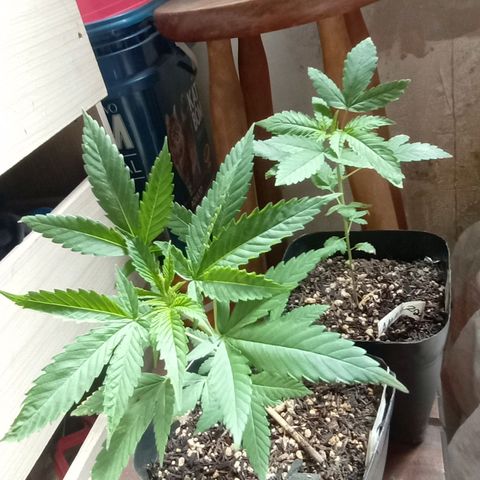 ✨Maria e Juana✨❤️ growlog timeline photo