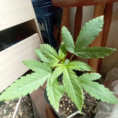✨Maria e Juana✨❤️ growlog timeline photo