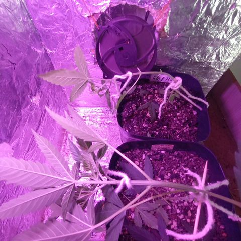 ✨Maria e Juana✨❤️ growlog timeline photo