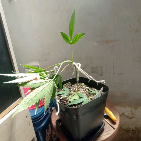 ✨Maria e Juana✨❤️ growlog timeline photo