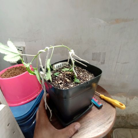 ✨Maria e Juana✨❤️ growlog timeline photo