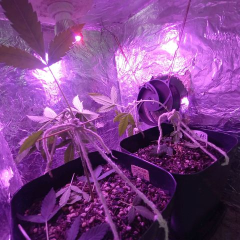 ✨Maria e Juana✨❤️ growlog timeline photo