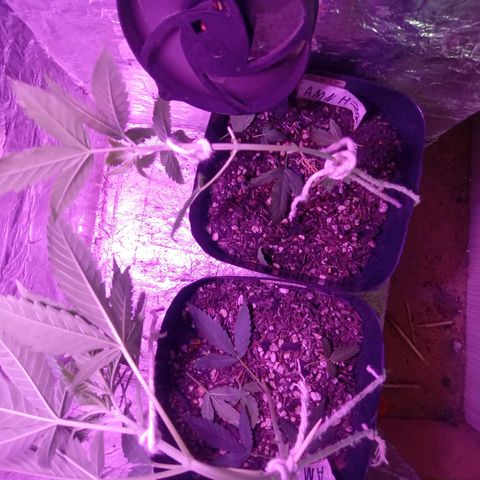 ✨Maria e Juana✨❤️ growlog timeline photo