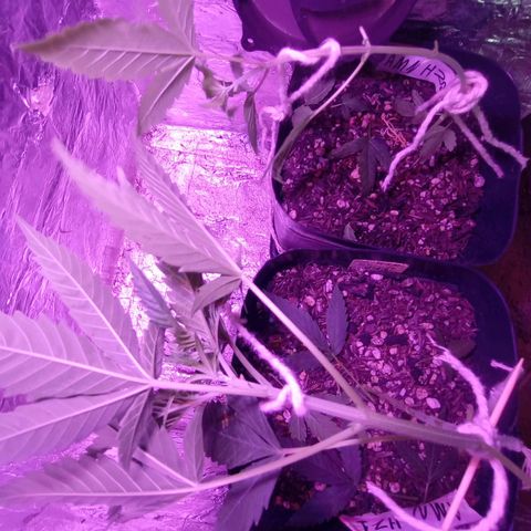 ✨Maria e Juana✨❤️ growlog timeline photo