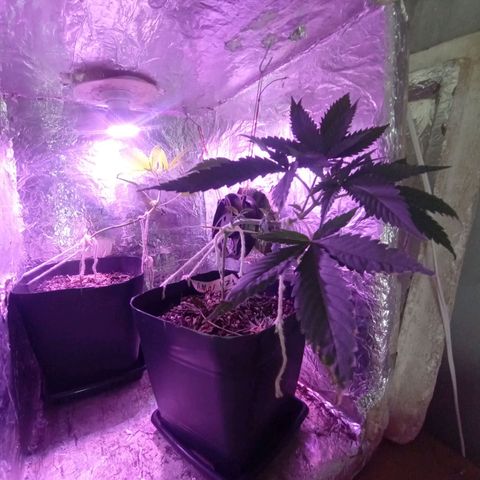 ✨Maria e Juana✨❤️ growlog timeline photo